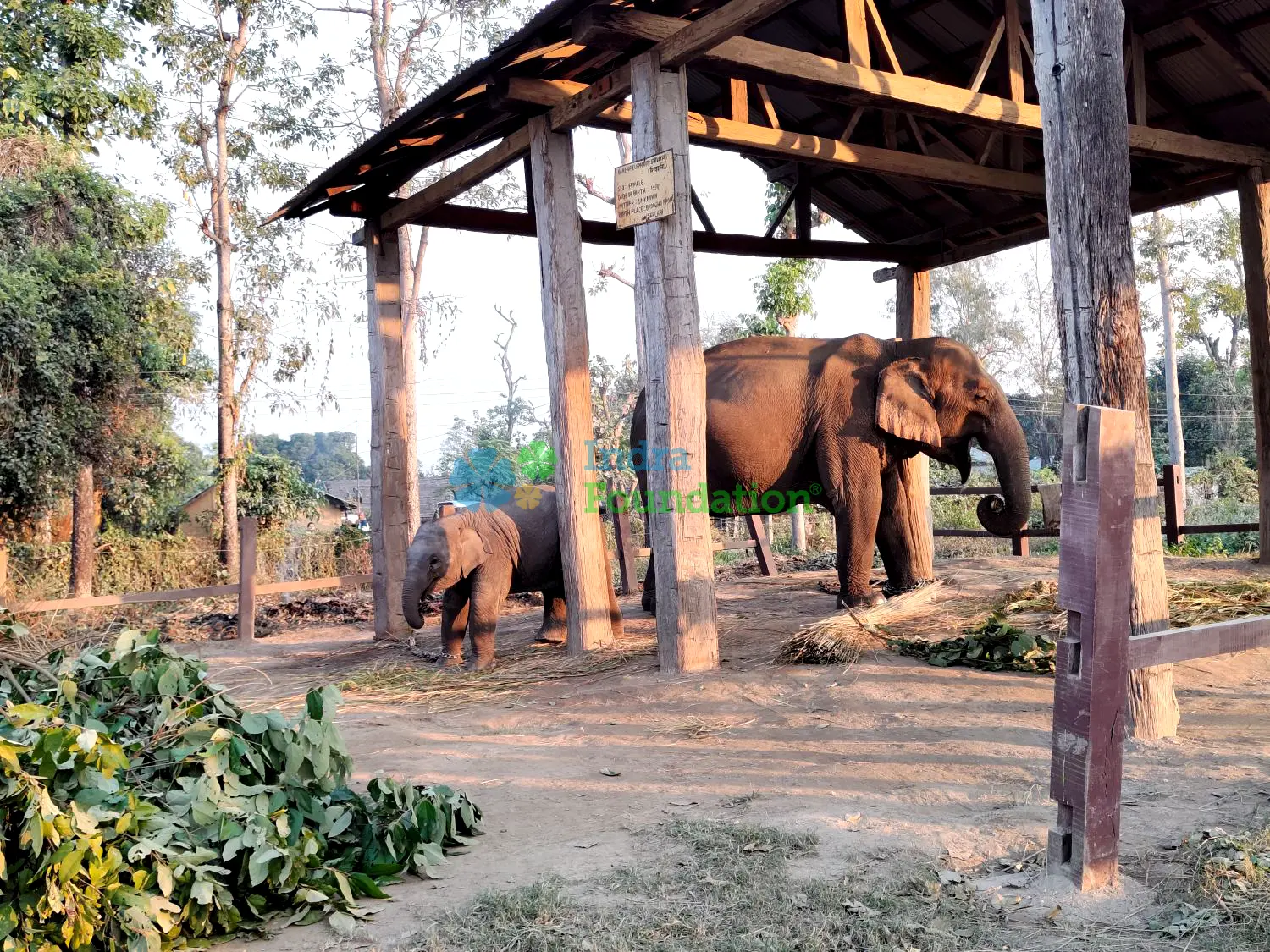 Indra Foundation