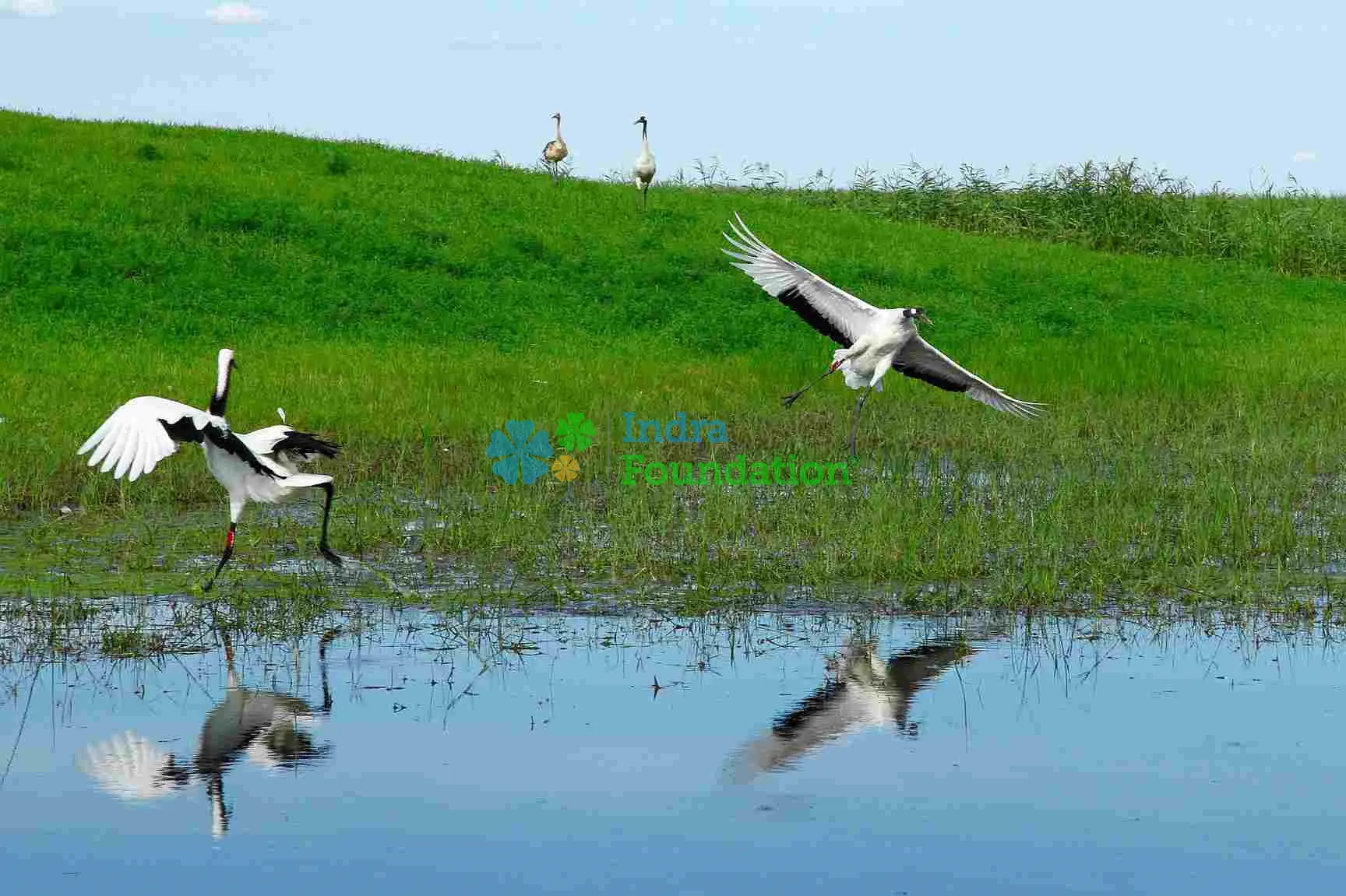 Indra Foundation